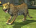 Раса леопард.jpg