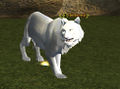 Белый тигр.jpg