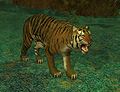 Раса тигр.jpg