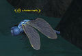 A frontier riverfly.jpg