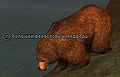 Большой вересковый медведь.jpg