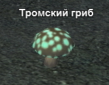 Тромские грибы.jpg