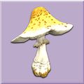Yellow Parasol Mushroom.jpg