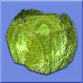 Head of cabbage.jpg