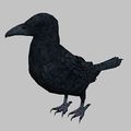 Crow Plushie.jpg