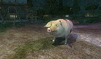 Piggy.jpg