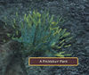 A Pricklyburr Plant.jpg