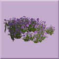 Purple shrubbery.jpg
