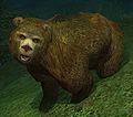 Раса медведь.jpg