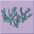 Blue Coral Cluster.jpg