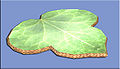 Сплетенный из листьев ковер.jpg