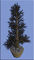 Мертвое Дерево Изморозья.jpg