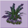 Variegated Lilium Plant.jpg