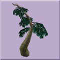 Kylong Pine Seedling.jpg