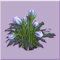Lavender Vesspyr Bellplant.jpg