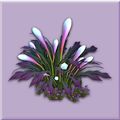 Flowering Lilium Plant.jpg