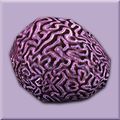 Healthy Brain Coral.jpg