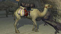 Вьючный верблюд.jpg