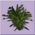 Verdant Lop Leaf Plant.jpg