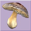 Scorched Parasol Mushroom.jpg
