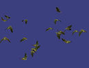 Облако летучих мышей (внешний вид).jpg