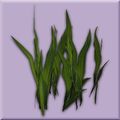Emerald Grass.jpg