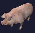 Плюшевая свинья (вид).jpg