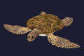 Маленькая плюшевая морская черепаха.jpg